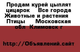 Продам курей цыплят,цицарок. - Все города Животные и растения » Птицы   . Московская обл.,Климовск г.